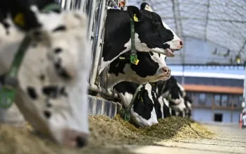 Hayvancılıkta sınıflandırma dönemi: İşletmeler fiziki altyapı ve biyogüvenlik şartlarına göre 5'e ayrılacak Hayvancılıkta sınıflandırma dönemi: İşletmeler fiziki altyapı ve biyogüvenlik şartlarına göre 5'e ayrılacak