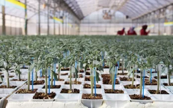 Türkiye fidecilikte küresel rekabet gücüne ulaştı: Üretim yıllık 7 milyar adedi aştı