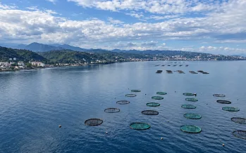 Karadeniz su ürünleri ihracatından 9 ayda 322,4 milyon dolar gelir