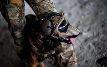 ABD ordusu için genetiği değiştirilmiş görev köpekleri geliştirilecek