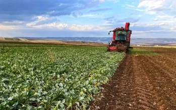Pancar üreticisi için 952 milyon TL avans ödemesi hesaplara geçti