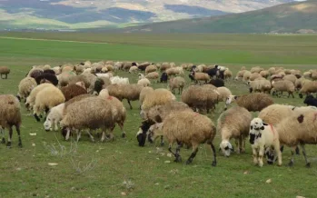 Hayvancılıkta destek bütçesi yükseliyor: 2027’de 52,5 milyar liralık kaynak ayrıldı