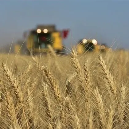 Buğday fiyatları 2 yılın zirvesinde: Küresel gıda piyasalarında arz korkusu