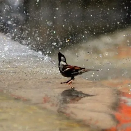 Meteorolojiden sıcak hava uyarısı! Eyyam-ı bahur geliyor, nem de eşlik edecek