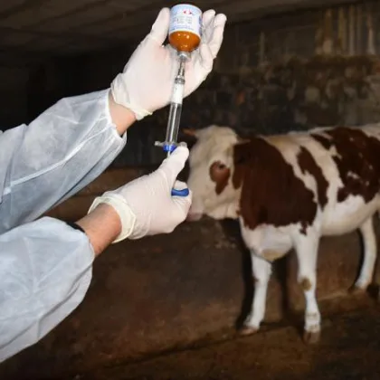 Hayvancılıkta yeni destek: Yetiştiricilerden aşı ve kimliklendirme ücreti alınmayacak