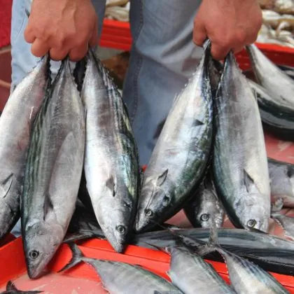 İstanbul'da tezgahlar balıkla doldu: Tüketicinin tercihi palamut oldu