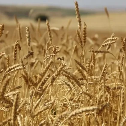 Saldırılar sevkiyatı vurdu: Ukrayna'nın tahıl ihracatında yüzde 22 düşüş yaşandı