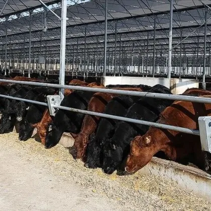 İthalat bağımlılığı azalıyor: Türkiye'nin büyükbaş hayvan sayısı son 3 yılda yüzde 7,4 arttı