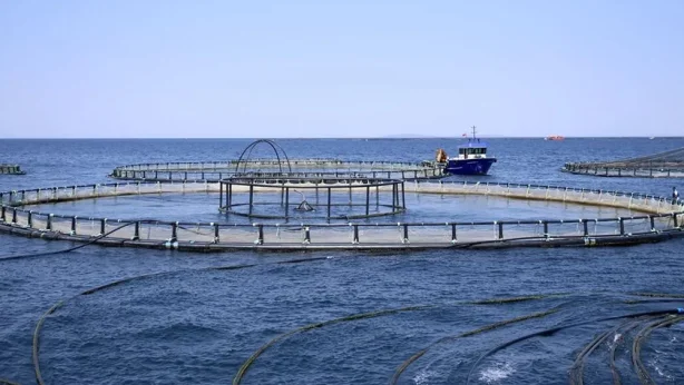 Su ürünleri üretimi rekor kırdı: İhracat 2.3 milyar dolara ulaştı