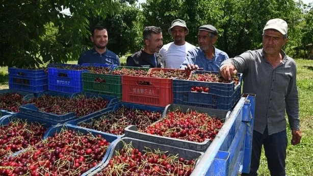 Üretici yeni pazarlar bekliyor: Kirazda verim yüksek Üretici yeni pazarlar bekliyor: Kirazda verim yüksek