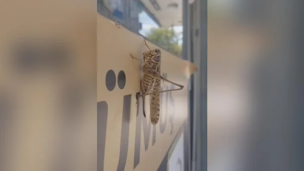 İstanbul'da dev çekirgeler neden çoğaldı? Uzmanlardan açıklama geldi: Birkaç hafta içinde azalacak İstanbul'da dev çekirgeler neden çoğaldı? Uzmanlardan açıklama geldi: Birkaç hafta içinde azalacak