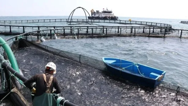 Su ürünlerinde markalaşma hedefi: 'Türk havyarı' küresel pazara sunulacak Su ürünlerinde markalaşma hedefi: 'Türk havyarı' küresel pazara sunulacak
