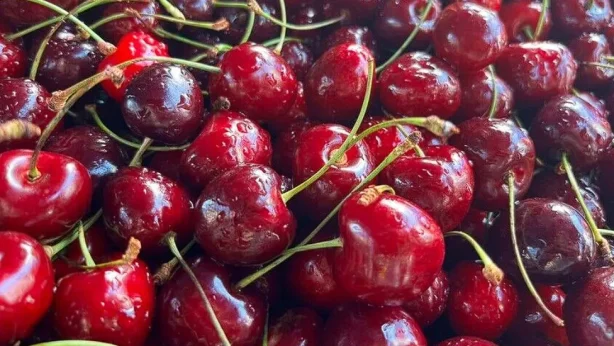 Kiraz ve vişne ihracatında yüzde 333’lük rekor artış Kiraz ve vişne ihracatında yüzde 333’lük rekor artış