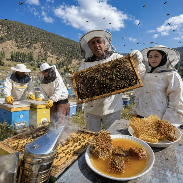 Bal hasadı başladı: Türkiye’de 2026 yeni sezon balı kovanlardan sofralara geliyor