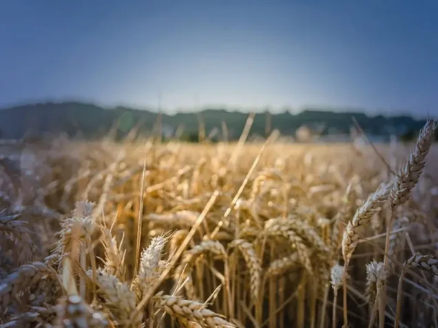 Avrupa tarımında El Nino tehdidi: Sıcaklık artışı tahıl rekoltesini tehlikeye atıyor Avrupa tarımında El Nino tehdidi: Sıcaklık artışı tahıl rekoltesini tehlikeye atıyor
