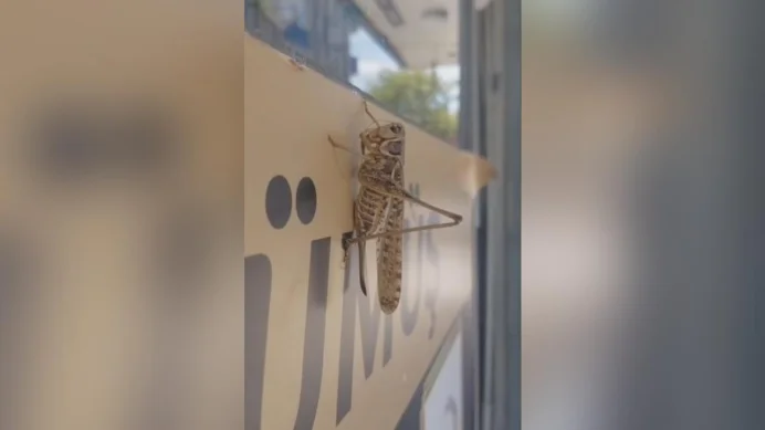 İstanbul'da dev çekirgeler neden çoğaldı? Uzmanlardan açıklama geldi: Birkaç hafta içinde azalacak