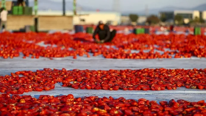 Türkiye 91 ülkeye kurutulmuş domates ihraç etti Türkiye 91 ülkeye kurutulmuş domates ihraç etti