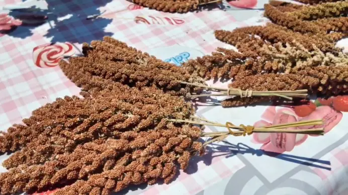 Türkiye'de alternatif tarım atağı! İlk deneme başarılı oldu