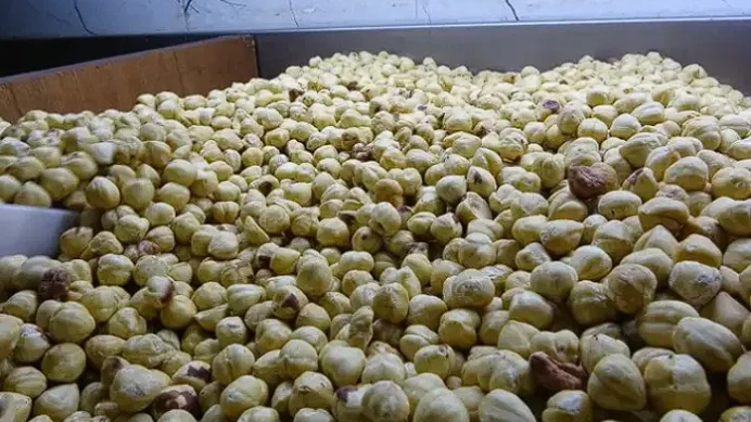 Karadeniz’de fındık tesislerinde yoğunluk Karadeniz’de fındık tesislerinde yoğunluk