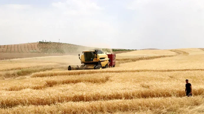 KÜRESEL TAHIL ÜRETİMİNDE DÜŞÜŞ BEKLENTİSİ