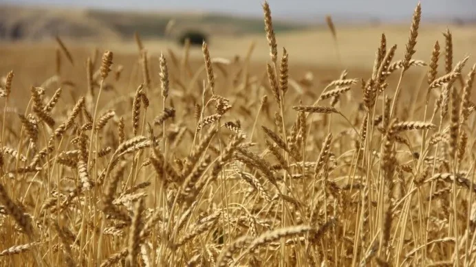 Buğday piyasasında jeopolitik prim eriyor: Fiyatlarda düşüş devam ediyor Buğday piyasasında jeopolitik prim eriyor: Fiyatlarda düşüş devam ediyor