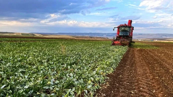 Pancar üreticisi için 952 milyon TL avans ödemesi hesaplara geçti