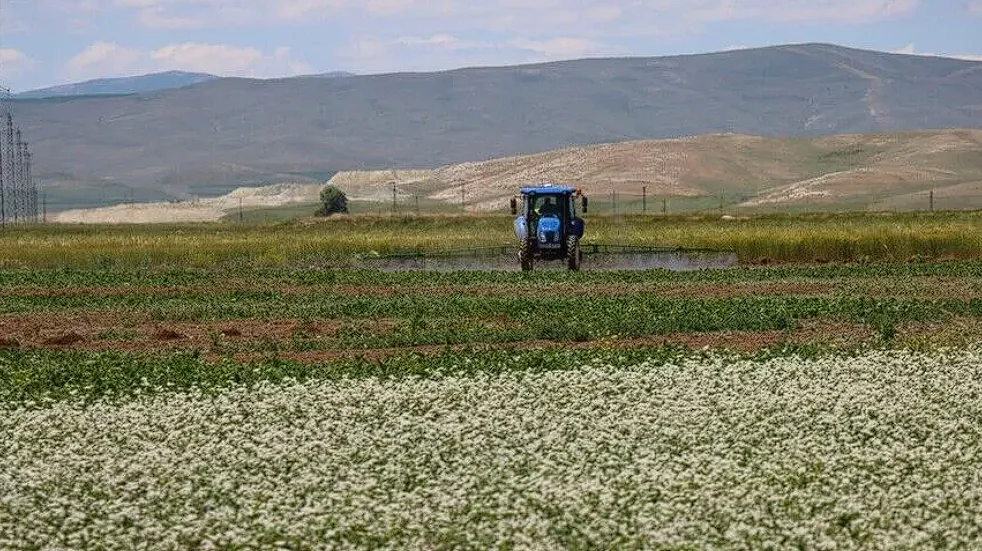 Ata tohumu karakılçık buğdayı yeniden üretime kazandırılıyor